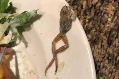 日本顾客点外卖，蔬菜沙拉中惊现青蛙尸体